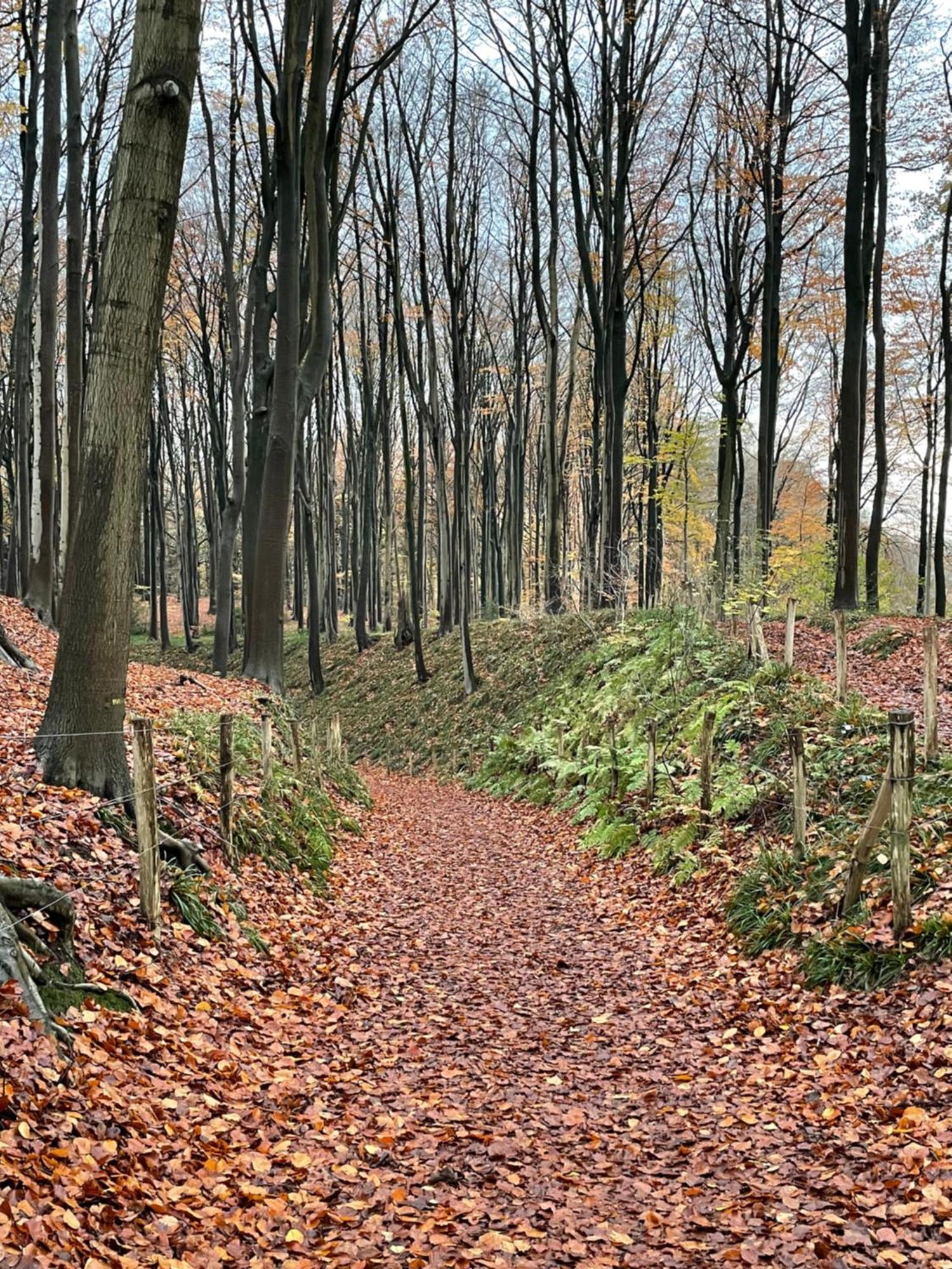 La Canopee Des Arbres, Juliette Ellezelles Buitenkant foto