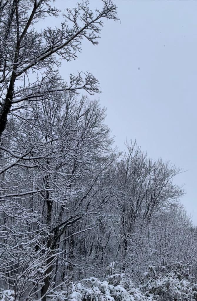 La Canopee Des Arbres, Juliette Ellezelles Buitenkant foto