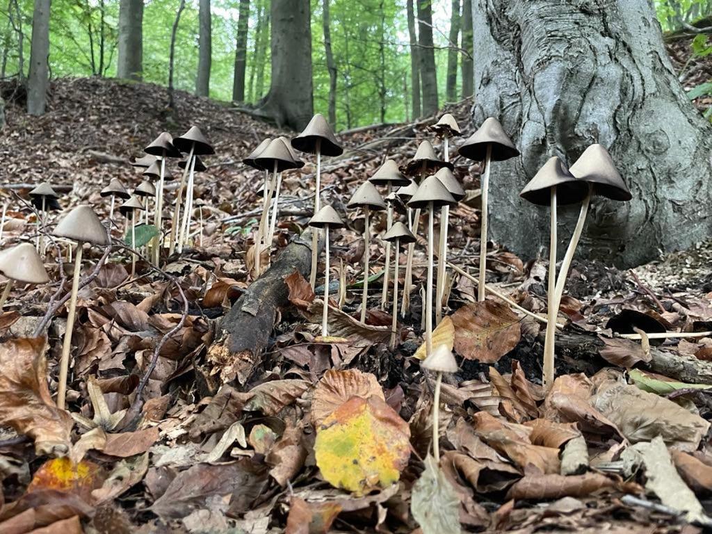 La Canopee Des Arbres, Juliette Ellezelles Buitenkant foto